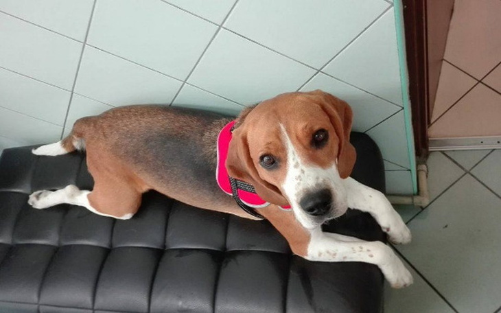 Beagle leżący na kanapie, z ciekawym spojrzeniem.