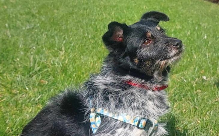 Zbiórka Na ukochanego przyjaciela - zdjęcie główne