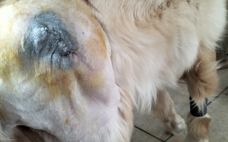 Zbiórka Operacja lewej nogi u psa - zdjęcie główne