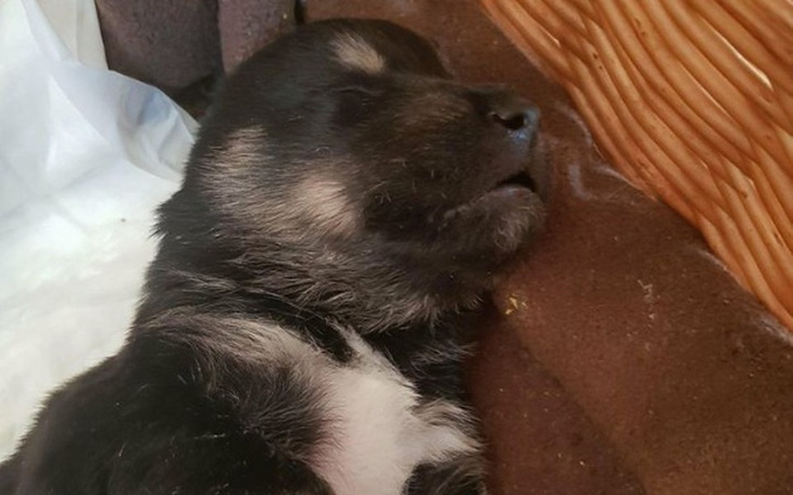 Zbiórka Muchy walczą o życie! - zdjęcie główne