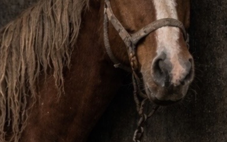 Zbliżenie na głowę konia z długą grzywą.