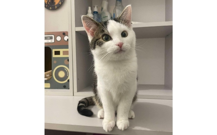 Kot patrzący w stronę obiektywu, w przytulnym otoczeniu.