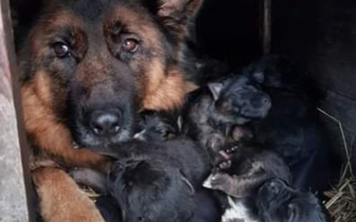 Zbiórka ❤Pomoc dla suni z Hrebennego❤ - zdjęcie główne