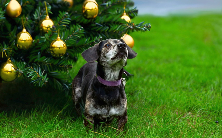 Zbiórka GWIAZDKA dla PARTYZANTA - zdjęcie główne