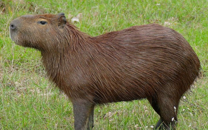 Zbiórka Zbieram na kapibare - zdjęcie główne