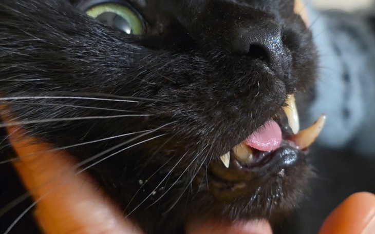 Czarny kot z wyraźnymi zębami i zielonymi oczami.