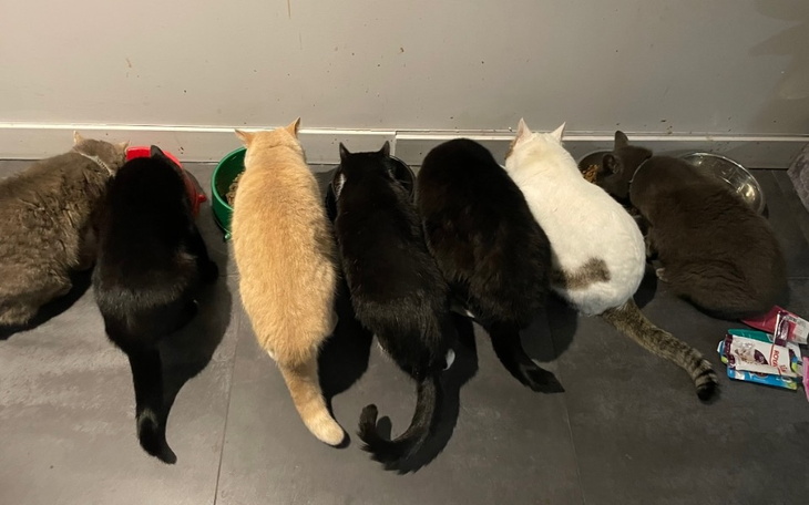 Zbiórka Zbieram na karmę dla kociaków - zdjęcie główne