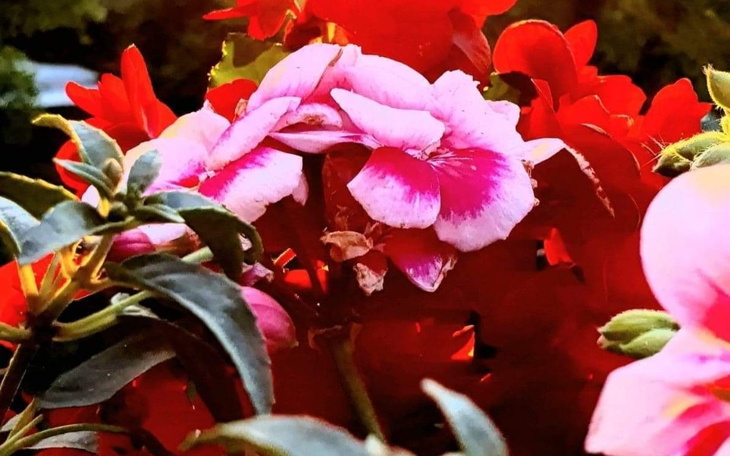 Zbiórka Ciężki czas potrzebne leki - zdjęcie główne