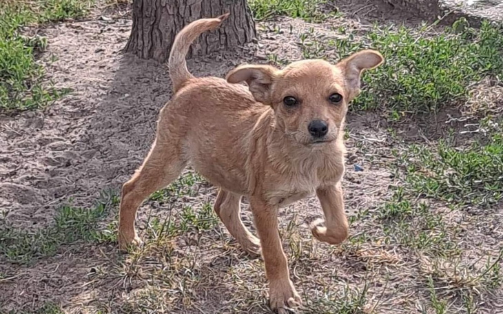 Zbiórka Zbieramy na karmę i weta - zdjęcie główne