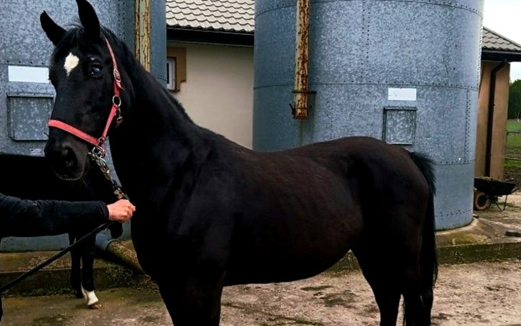 Zbiórka Niewidoma Zoja ma wyrok śmierci - zdjęcie główne