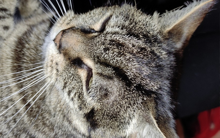 Zbiórka Na sterylizację kociczki - zdjęcie główne