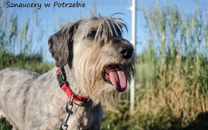 Zbiórka Gaja zbiera na leczenie - zdjęcie główne