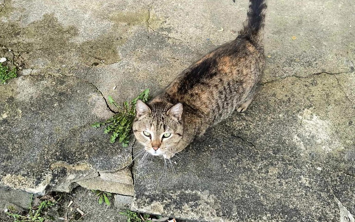Zbiórka Na sterylizacje kotki ciężarnej - zdjęcie główne