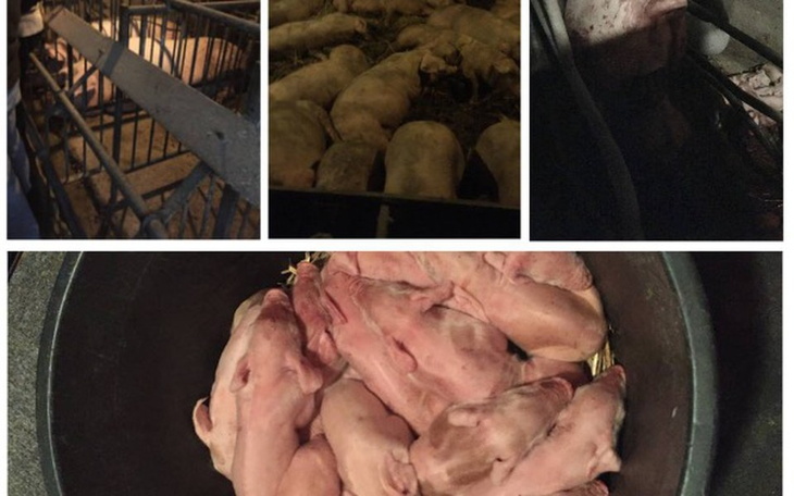 Widok na świnie w zagrodzie, niektóre leżą, inne stoją.