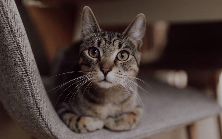 Kot leżący na krześle, z wyrazem ciekawości.