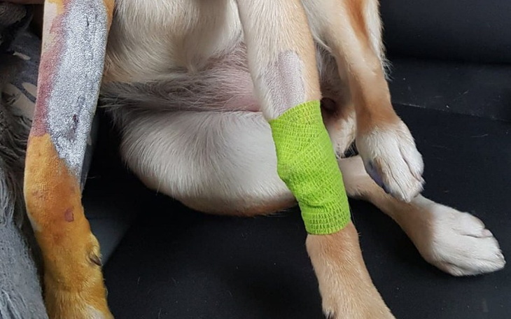 Zbiórka Dla pobitej Belli na operacje - zdjęcie główne