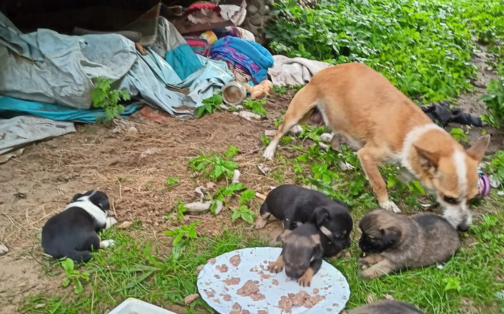 Zbiórka Psia rodzinka prosi o wsparcie - zdjęcie główne