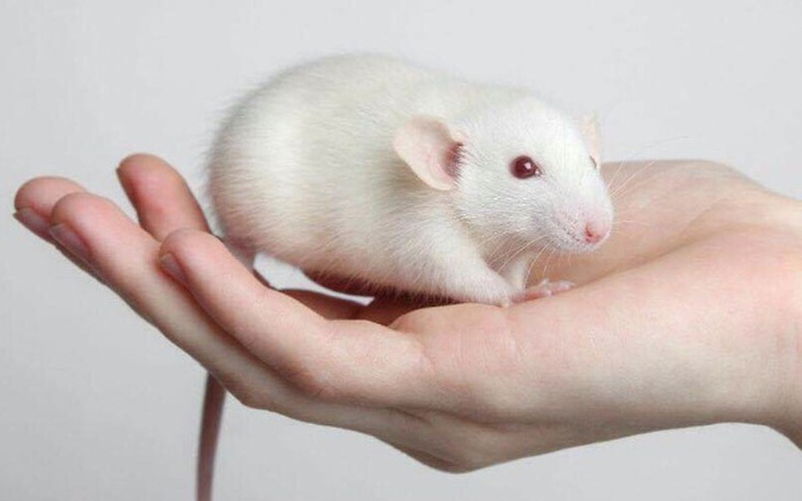 Zbiórka Na szczura - zdjęcie główne