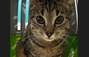 Zbiórka Pilne, proszę o pomoc dla kotka - miniaturka zdjęcia