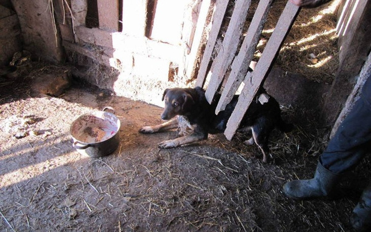 Zbiórka Zbiórka na kojce dla Psiego Raju - zdjęcie główne