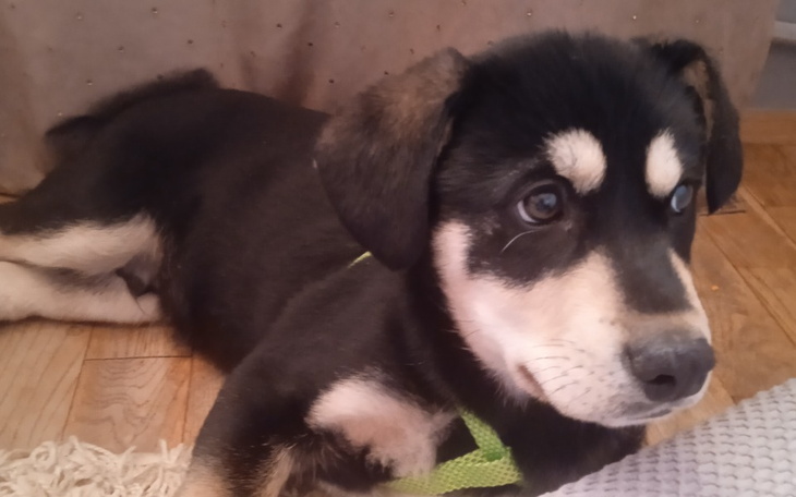 Zbiórka Pomoc dla porzuconego szczeniaka - zdjęcie główne