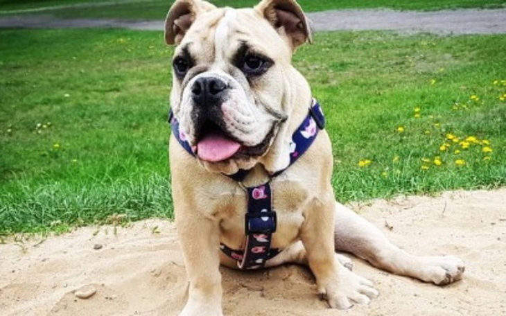 Zbiórka Zbiórka dla Mamby na chore nóżki - zdjęcie główne