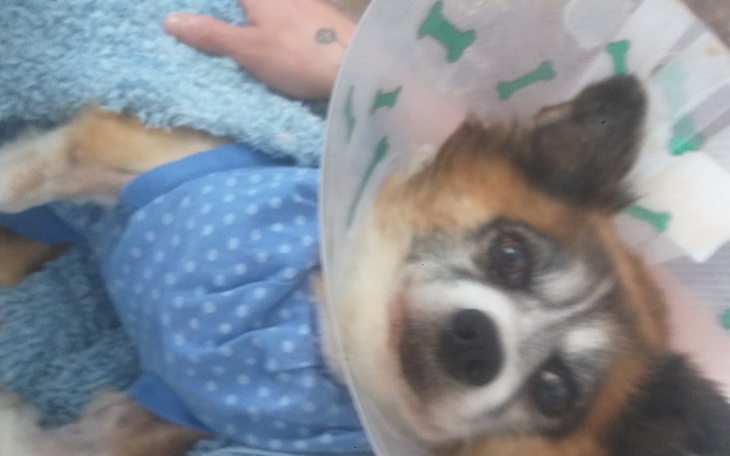 Zbiórka zbiórka na koszty operacji psa - zdjęcie główne