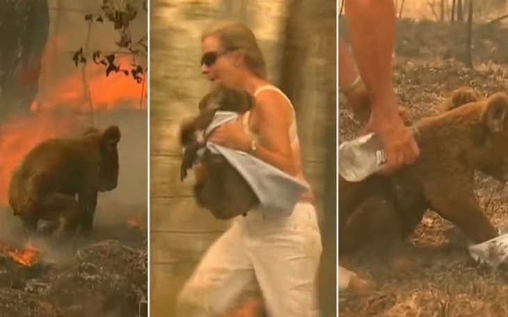 Zbiórka Wspólnie pomóżmy misiom koala - zdjęcie główne