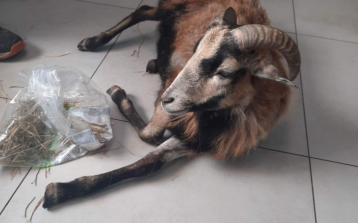 Zbiórka Operacja Baranka Wojtusia - zdjęcie główne