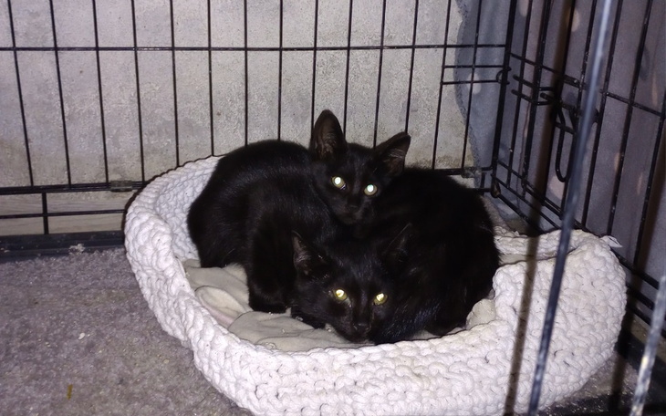 Zbiórka Kotki spod tarasu - zdjęcie główne