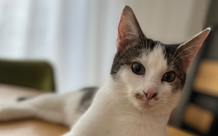 Zbiórka KEFIR w walce z FIP - zdjęcie główne