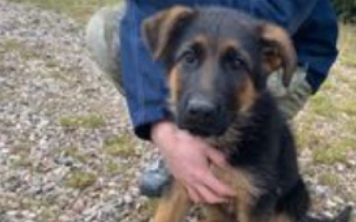 Zbiórka Zbieram na karme do 4 schronisk - zdjęcie główne