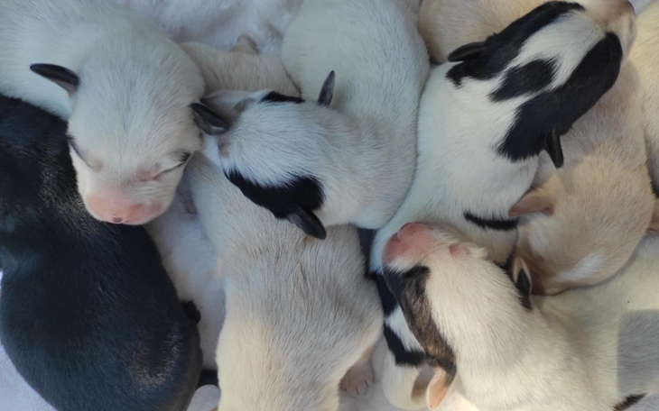 Słodkie szczenięta śpiące w grupie, przytulone do siebie.