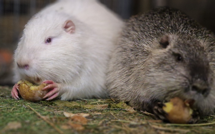 Dwie świnki morskie jedzące ziemniaki, w przytulnym otoczeniu.