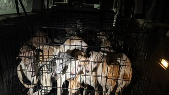 Zbiórka PILNA zbiórka - 12 chartów - miniaturka zdjęcia