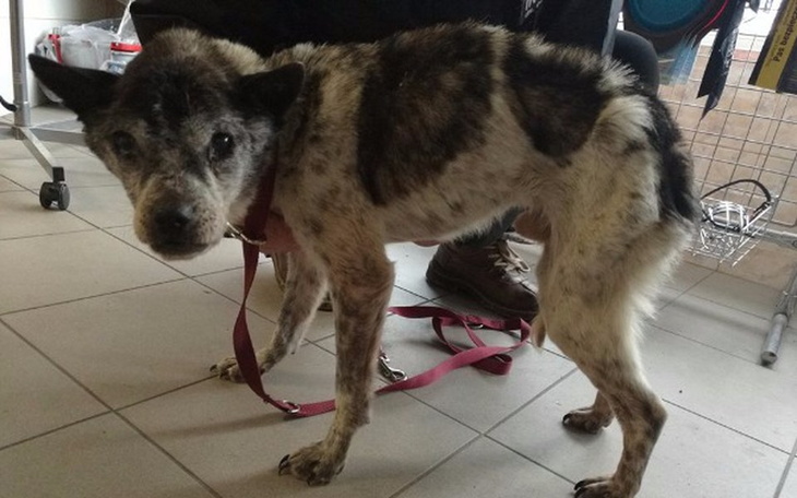 Zbiórka Skrajnie zagłodzony pies - zdjęcie główne