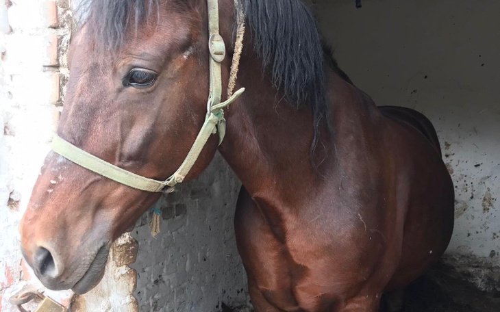 Zbiórka Uratujmy Basię - zdjęcie główne