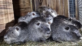 Zbiórka Wyżywienie Nutrii III 2026 - miniaturka zdjęcia