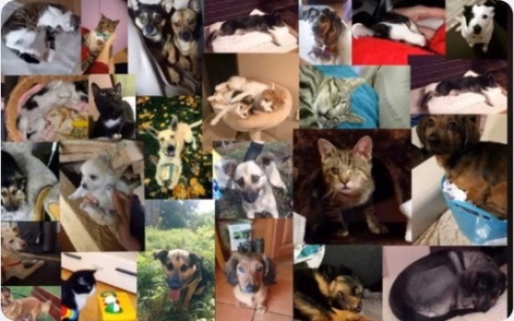 Zbiórka Daj piątaka dla zwierzaka - zdjęcie główne