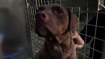 Zbiórka Bacha - sunia z lasku - miniaturka zdjęcia