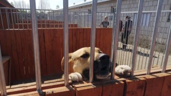 Zbiórka Kojec, który uratuje wiele psów - miniaturka zdjęcia