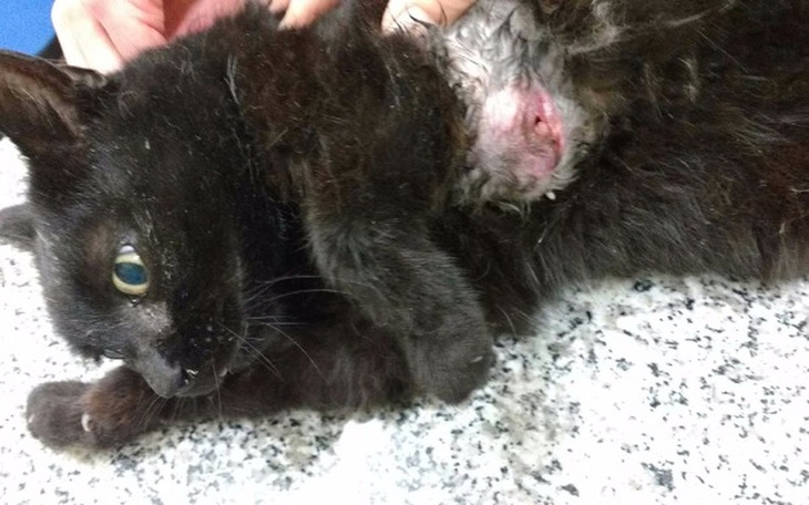 Zbiórka Faktura - leczenie kotki z guzem - zdjęcie główne