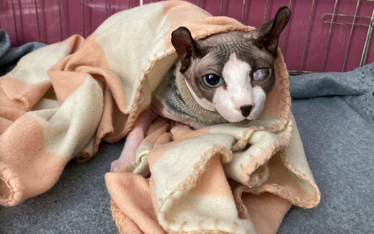 Zbiórka Na lekarstwo dla chorego kota - zdjęcie główne