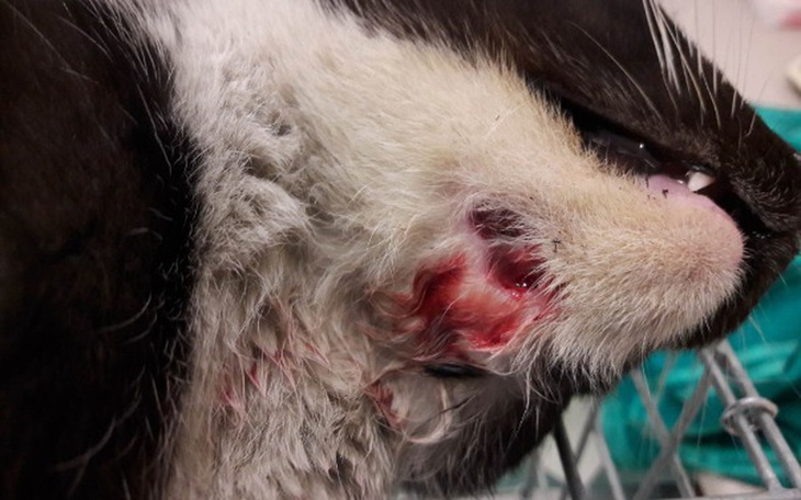 Zbiórka Leczenie - na pomoc Bolusiowi - zdjęcie główne