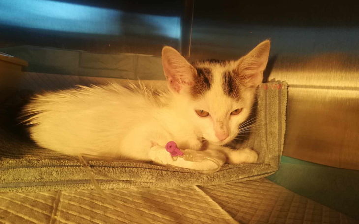 Zbiórka Nieszczęśliwy Ciastuś - zdjęcie główne