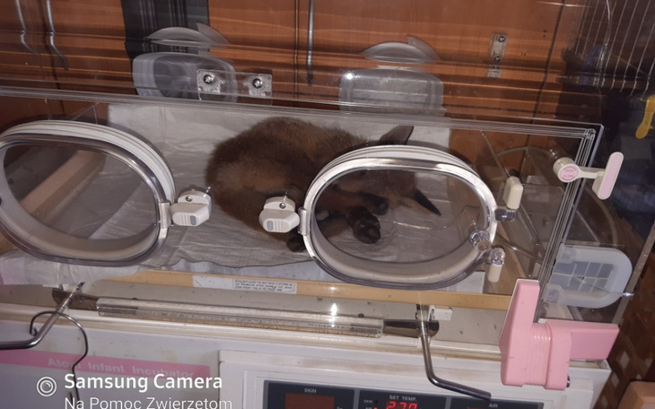 Zbiórka Na koncentrator tlenu - zdjęcie główne