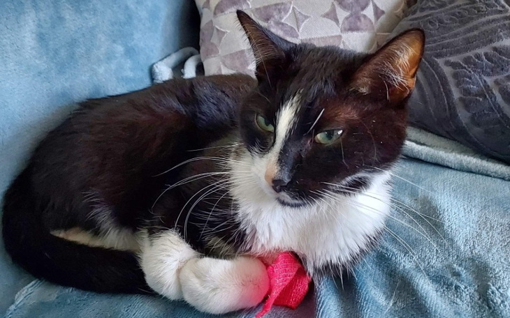 Zbiórka Lek dla Bonifacego - jego szansa - zdjęcie główne