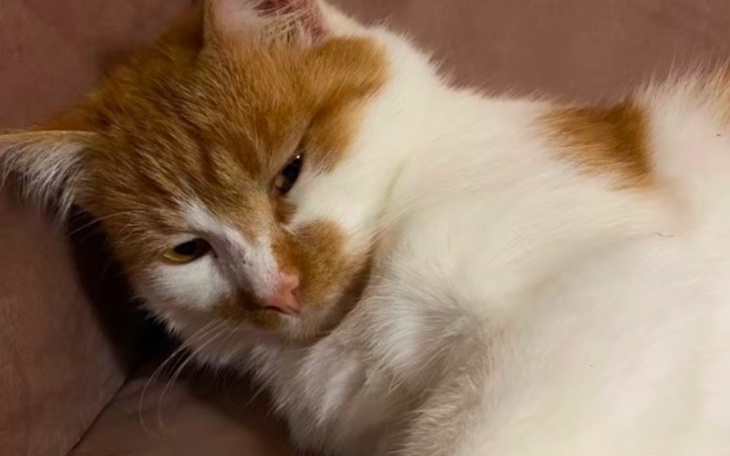 Kot o białym futrze z pomarańczowymi plamami leżący na kanapie.