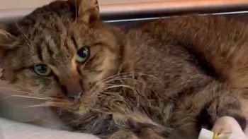 Zbiórka Buras- cierpi za bezmyślność - miniaturka zdjęcia