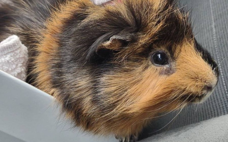 Zbiórka Operacja dla świnki morskiej - zdjęcie główne